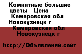 Комнатные большие цветы › Цена ­ 5 000 - Кемеровская обл., Новокузнецк г.  »    . Кемеровская обл.,Новокузнецк г.